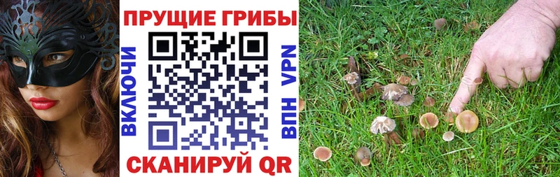 Галлюциногенные грибы мицелий  Теберда 
